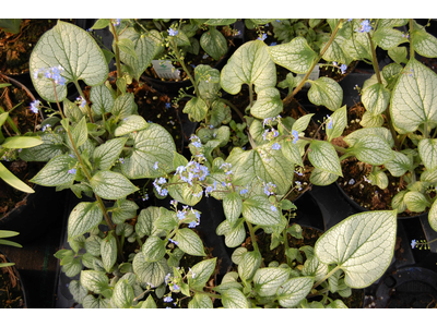 Brunnera macrophylla