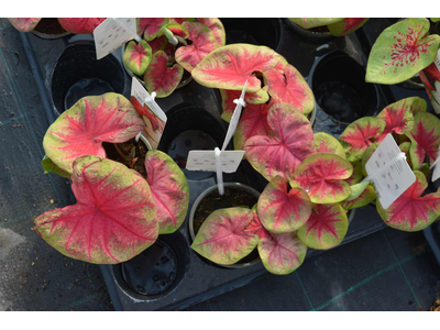 Caladium