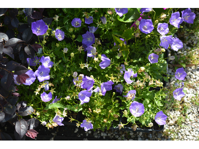 Campanula carpatica