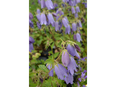 Campanula