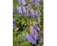 Campanula Country Bells Light Blue ®