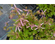 Campanula Pink Octopus ®