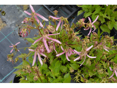 Campanula