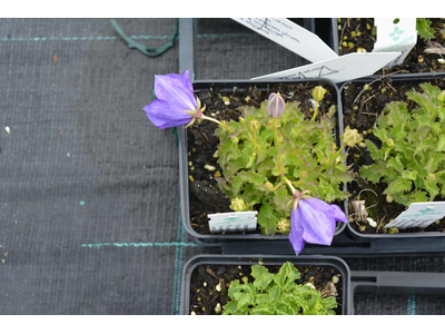 Campanula carpatica