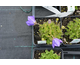 Campanula carpatica Pearl Deep Blue