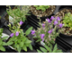 Campanula collina 