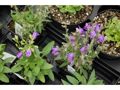 Campanula collina