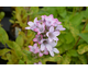 Campanula glomerata Caroline