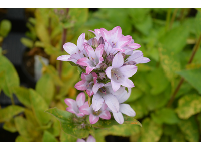 Campanula glomerata