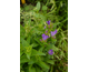 Campanula glomerata