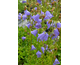 Campanula persicifolia Grandiflora Coerulea