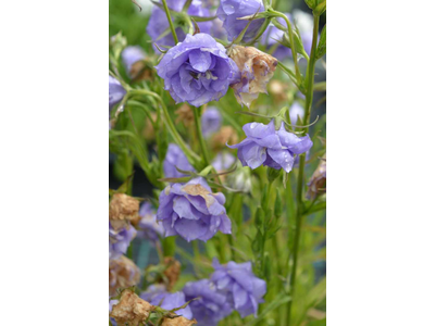 Campanula persicifolia