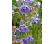 Campanula persicifolia La Belle