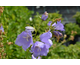 Campanula persicifolia Telham Beauty