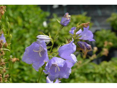 Campanula persicifolia