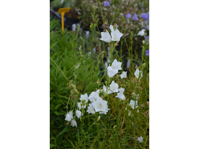 Campanula persicifolia var. grandiflora