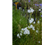 Campanula persicifolia var. grandiflora Alba