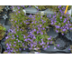 Campanula portenschlagiana Clockwise Compact Deep Blue