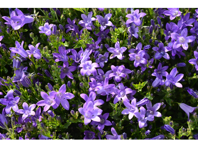 Campanula portenschlagiana