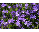 Campanula portenschlagiana Clockwise Compact Deep Blue