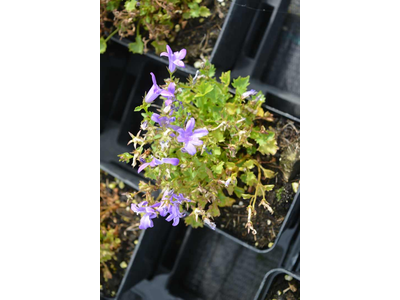 Campanula portenschlagiana