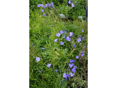 Campanula rotundifolia