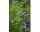 Campanula rotundifolia Thumbell Blue