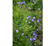 Campanula rotundifolia