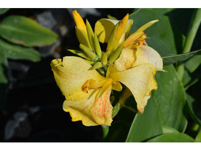 Canna indica