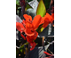 Canna indica