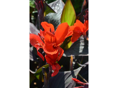 Canna indica