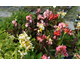 Canna indica Cannova Mix