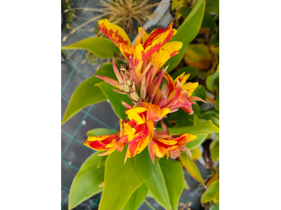 Canna indica