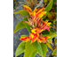 Canna indica Cannova Red Golden Flame