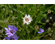 Catananche caerulea Alba