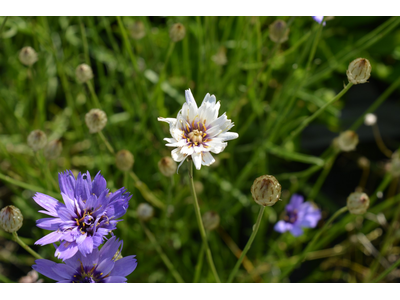 Catananche caerulea