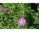 Centaurea dealbata Pink Passion