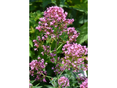 Centranthus ruber var. coccineus