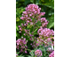 Centranthus ruber var. coccineus (Pretty Betsy)