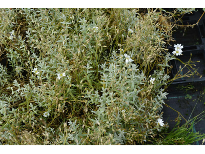 Cerastium tomentosum var. columnae