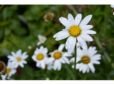 Leucanthemum x superbum