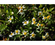 Leucanthemum x superbum var. nanus