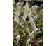 Actaea ramosa Atropurpurea