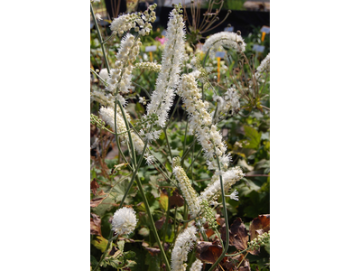 Actaea ramosa