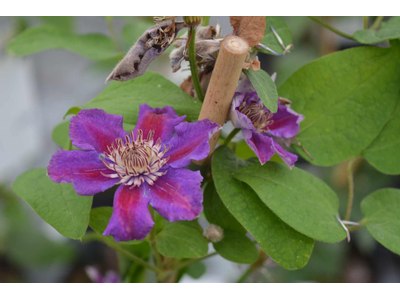 Clematis