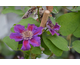 Clematis Ashva