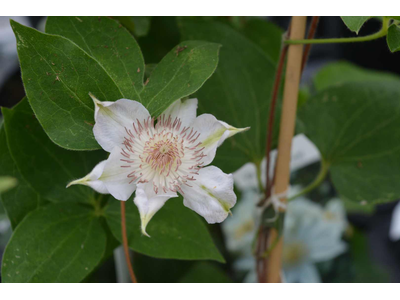 Clematis