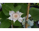 Clematis Valge Daam