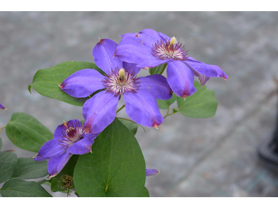 Clematis