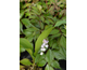 Convallaria majalis Rosea